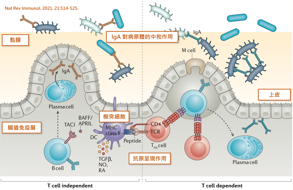 IgA 免疫球蛋白能夠在第一時間抑制病原體