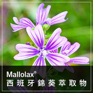 Mallolax® 西班牙錦葵萃取物