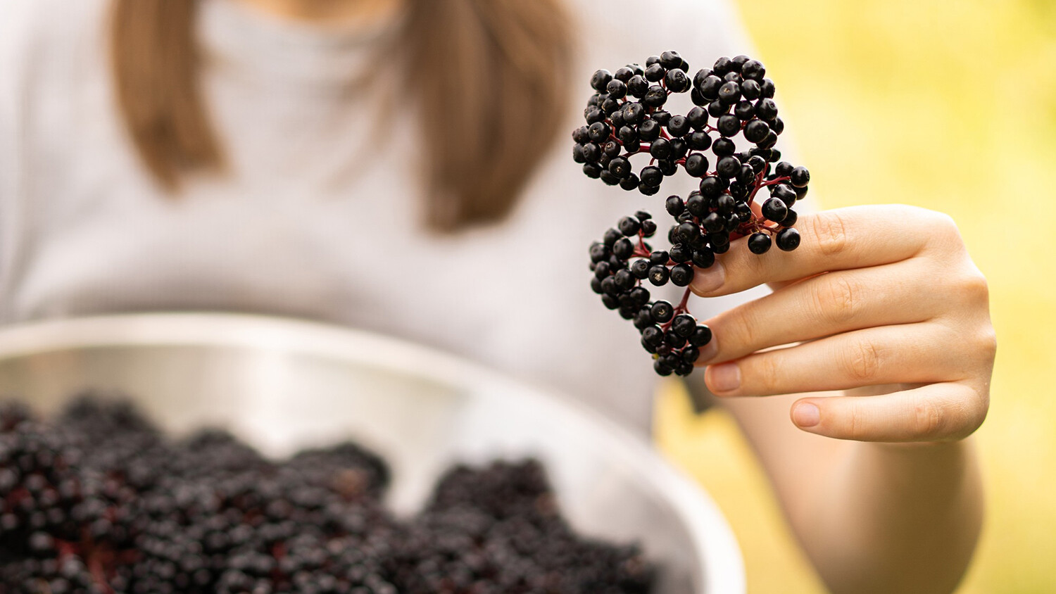 接骨木莓具有抗病毒、提升免疫力的功效